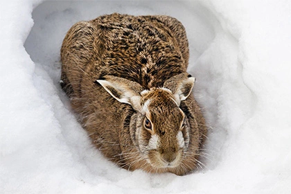 Мозг млекопитающего впервые выдержал долгую заморозку